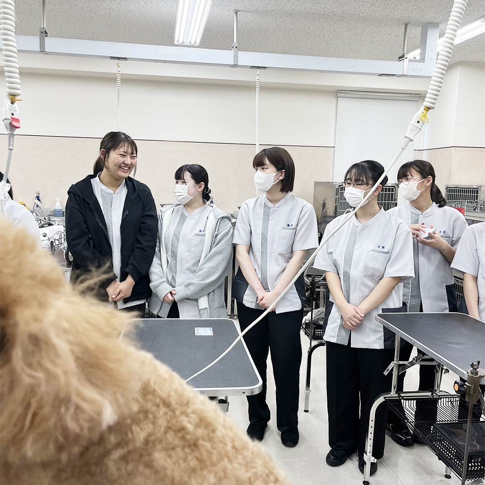 先輩のトリミングを見学☆